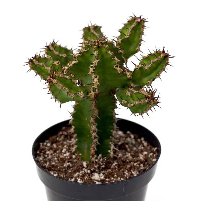 Euphorbia restricta