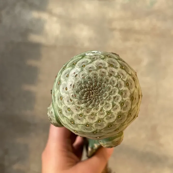 Euphorbia turbiniformis