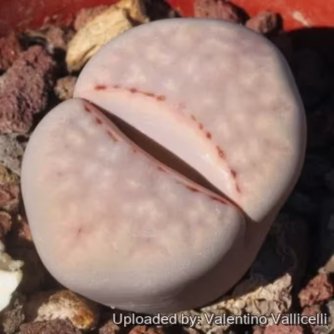 Lithops julii