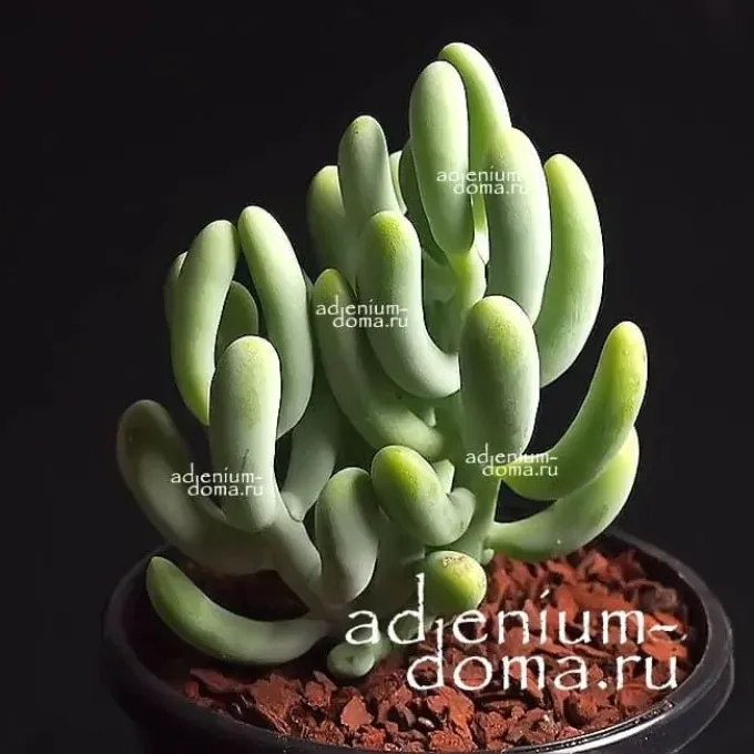 Sedum allantoides