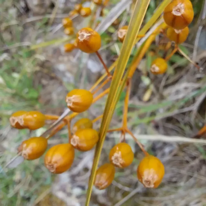 Libertia ixioides