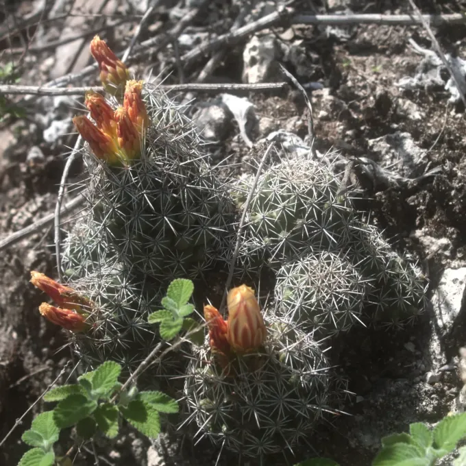 Coryphantha jalpanensis