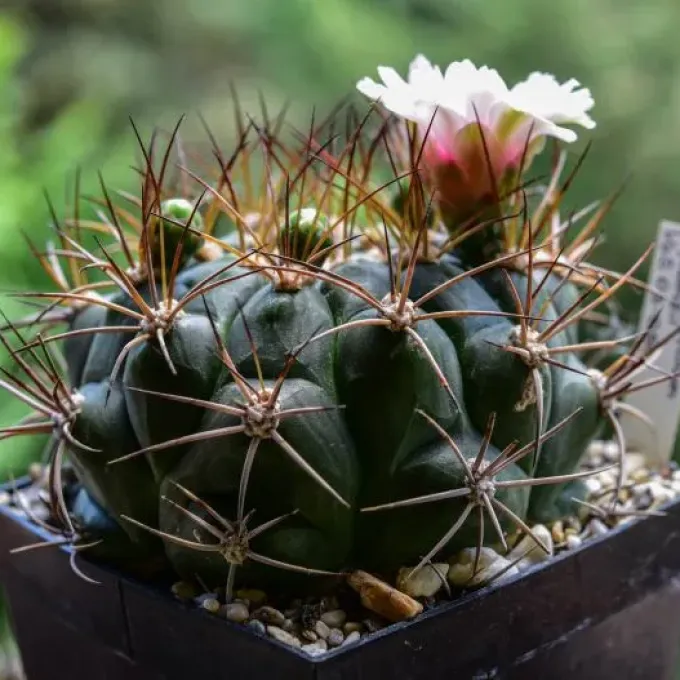 Gymnocalycium chacoense