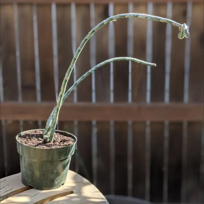 Acanthocereus rosei