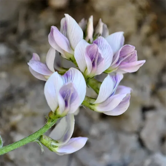 Гострочовник шерстистоногий