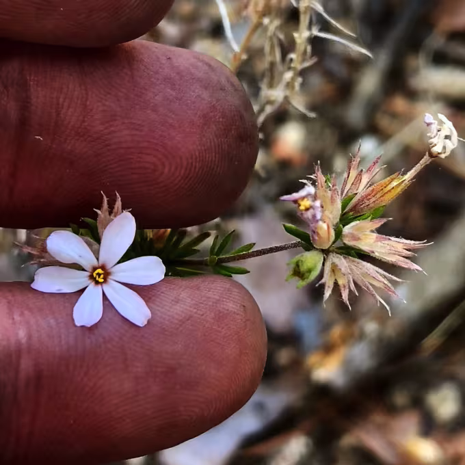 Linanthus hybrids