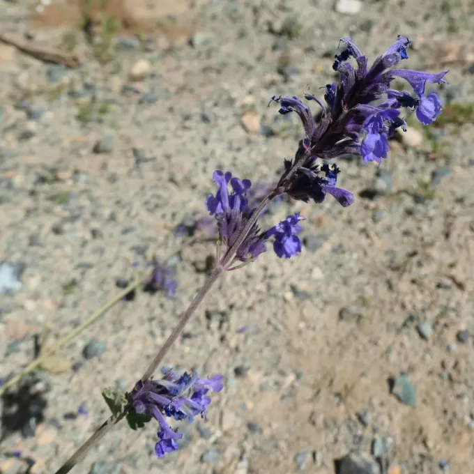 Betony-leaved catnip