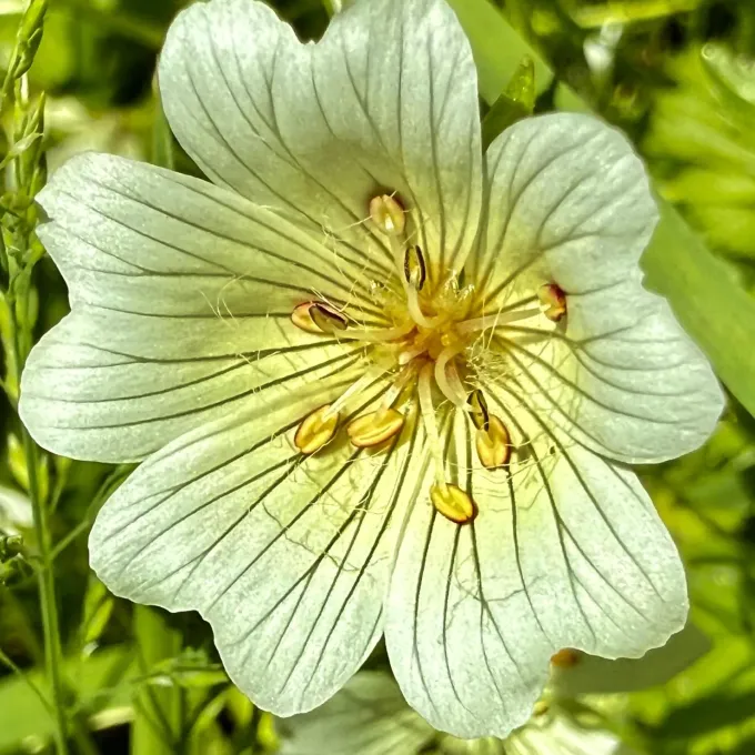 Limnanthes alba