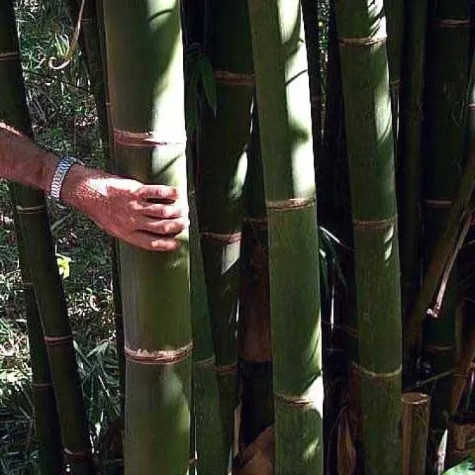 Gigantochloa atter