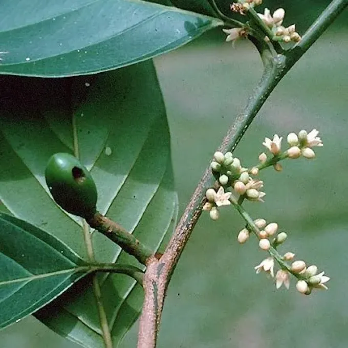 Poraqueiba