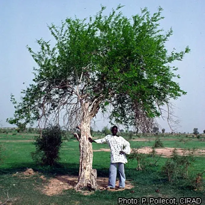 Dalbergia oblongifolia