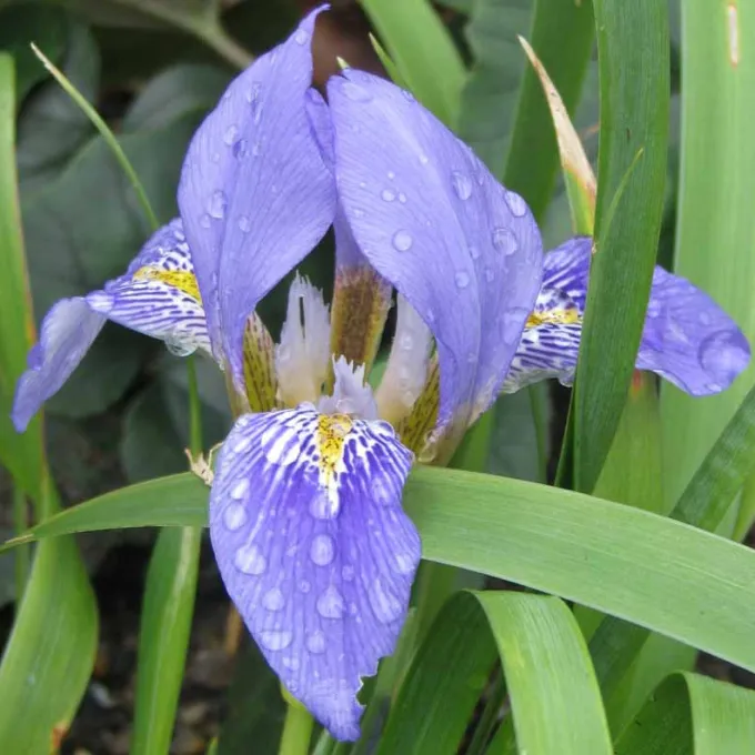 Iris lazica