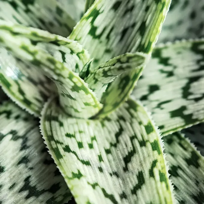 Aloe rauhii