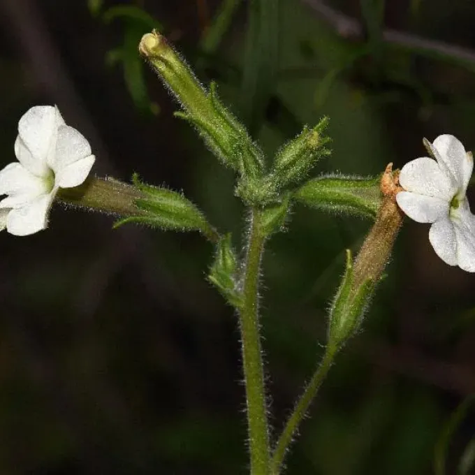 Nicotiana rotundifolia