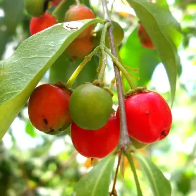 Malpighia yucatanaea