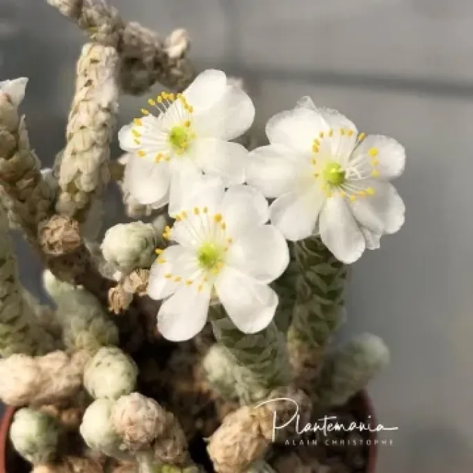 Anacampseros recurvata