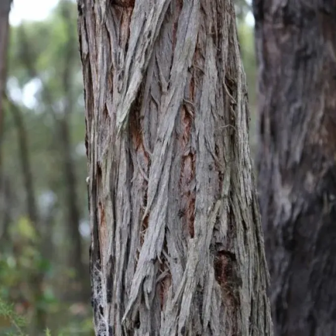 Eucalyptus conspicua