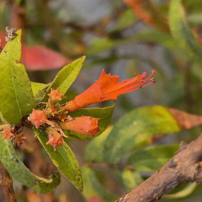 Woodfordia fruticosa