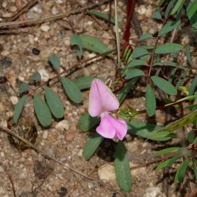 Tephrosia maxima