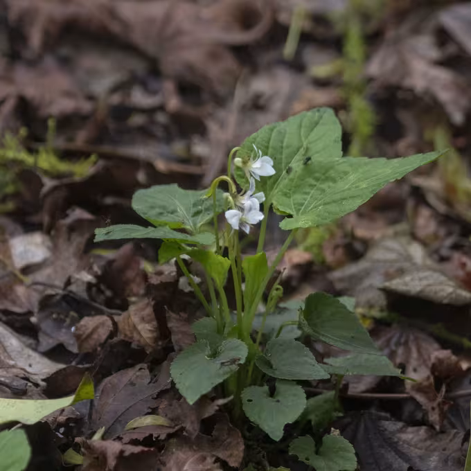 Hoary violet
