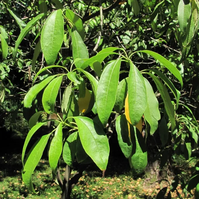 Pittosporum napaulense