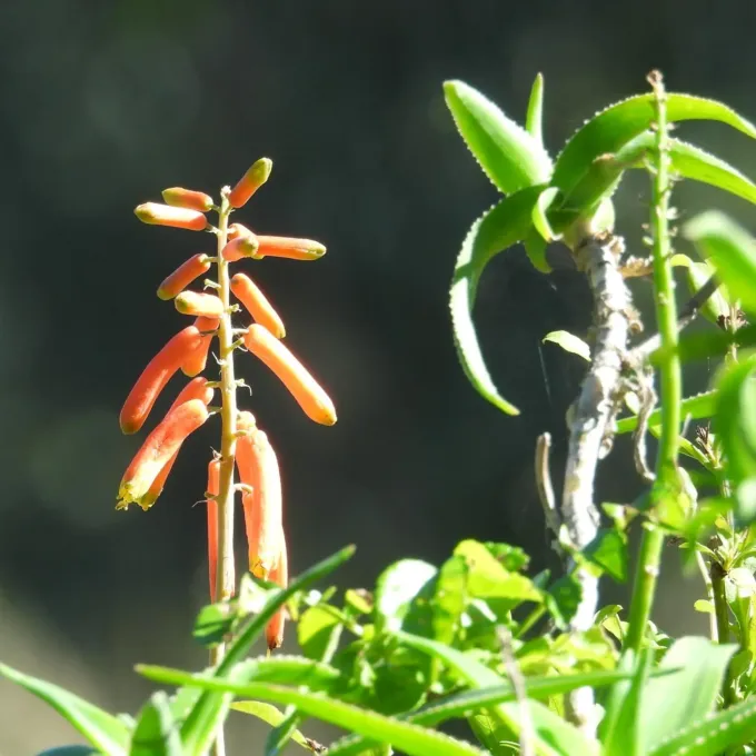 Aloiampelos ciliaris