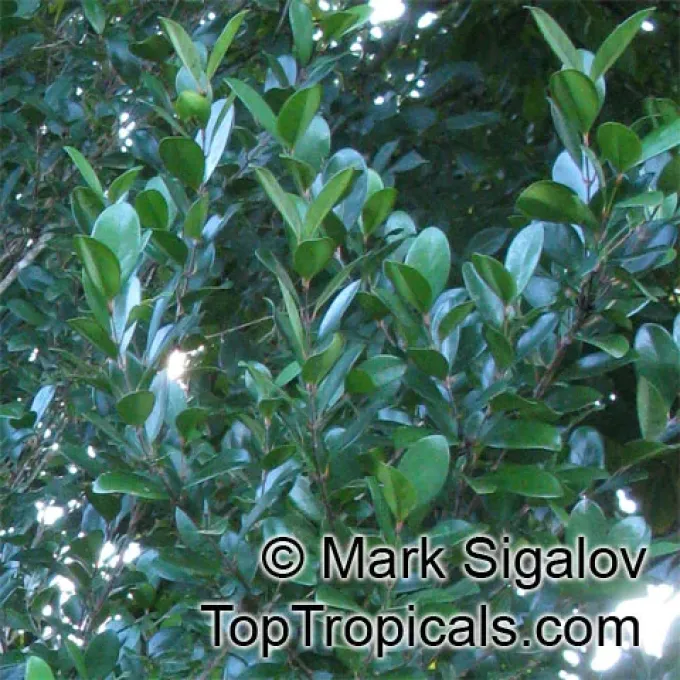 Myrtle-leaved coffee