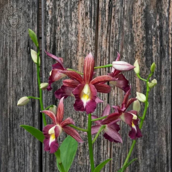 Gastrophaius cooksonii
