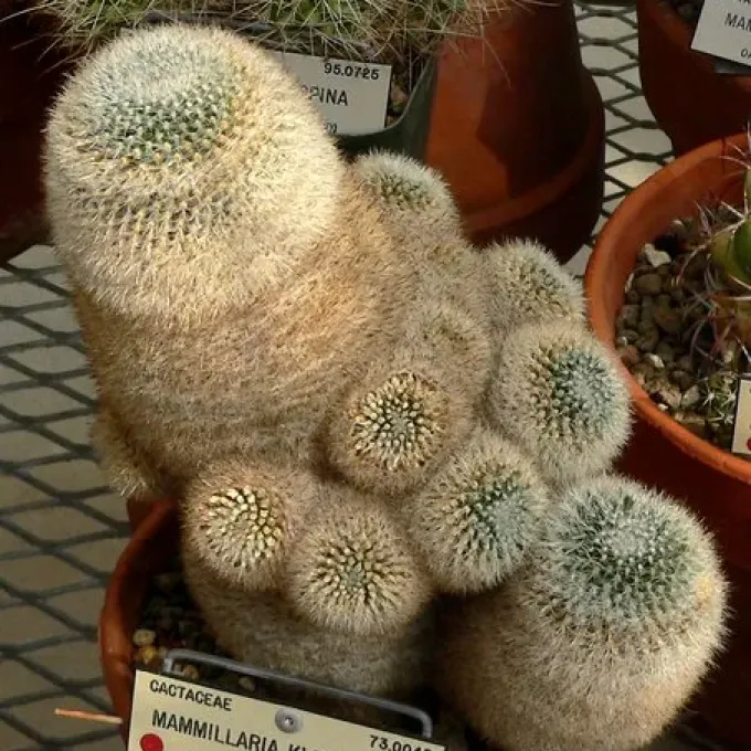Mammillaria klissingiana