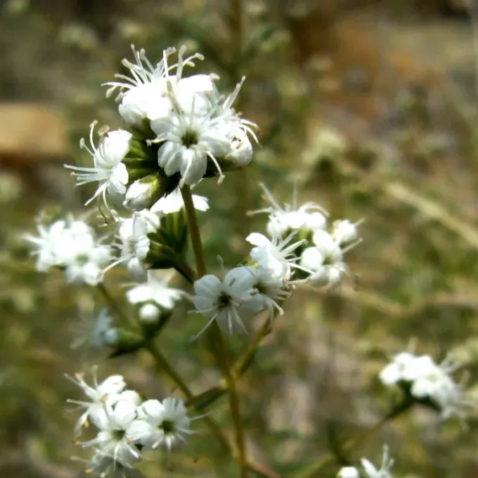 Acanthophyllum mucronatum