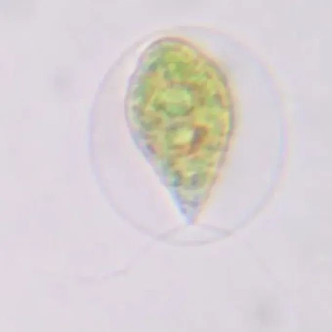 Haematococcus