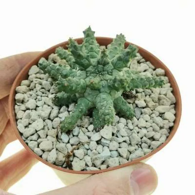 Euphorbia brevirama