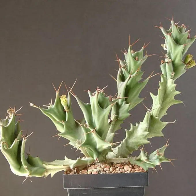 Euphorbia tortirama
