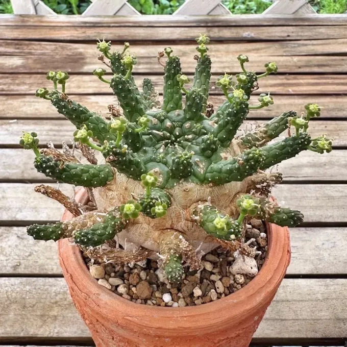 Hopetown euphorbia