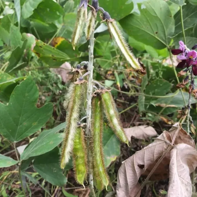 Edible kudzu