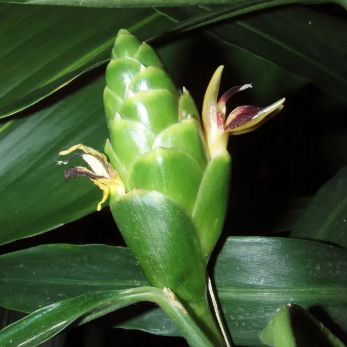 Green-yellow ginger