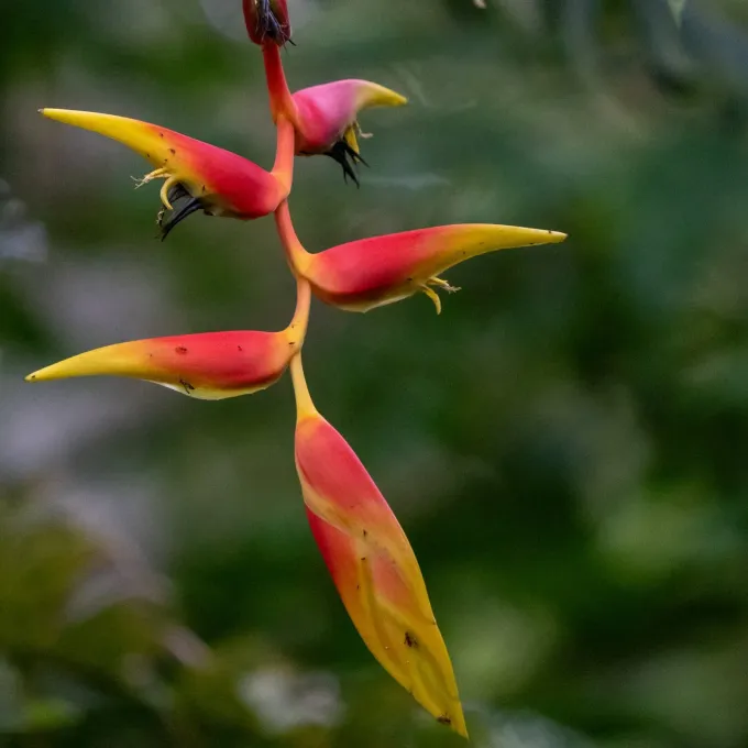 Heliconia platystachys