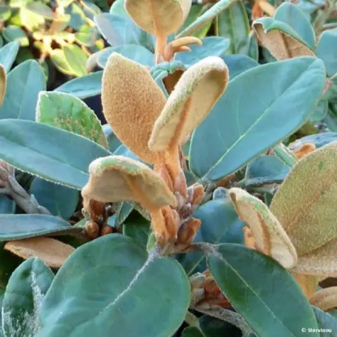 Tsari rhododendron