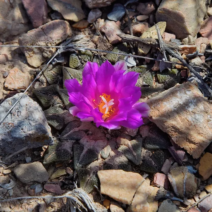 Ariocarpus kotschoubeyanus