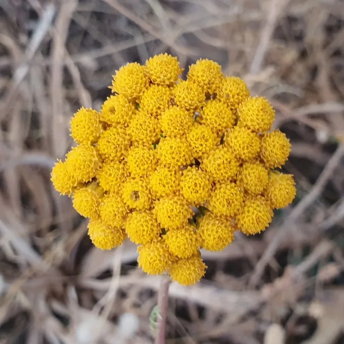 Lonas annua