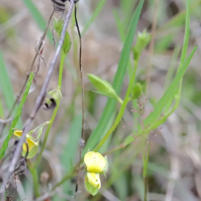 Pursh's rattlebox