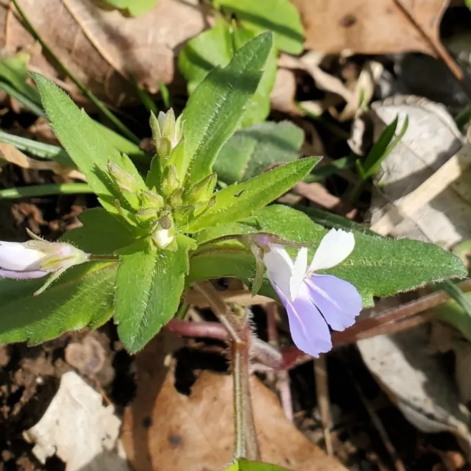 Blue-eyed Mary