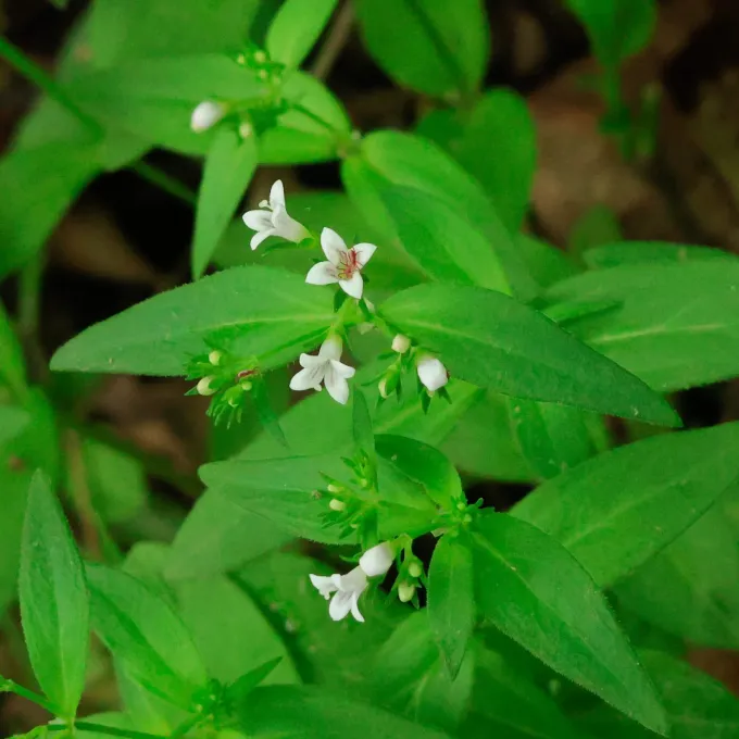 Houstonia purpurea
