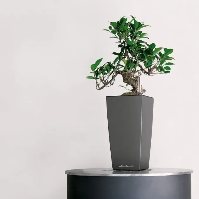 Ficus microcarpa