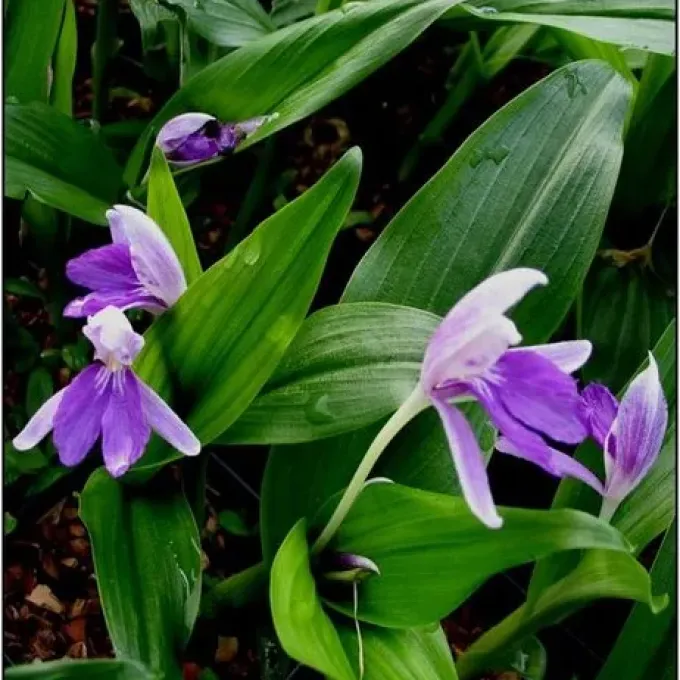 Tibetan Roscoea
