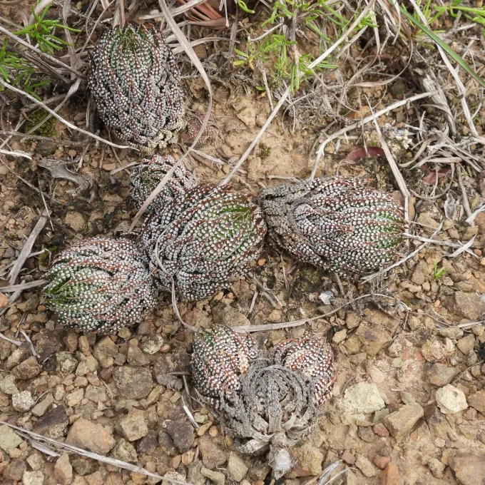 Haworthiopsis reinwardtii