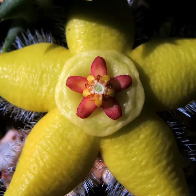 Orbea semota