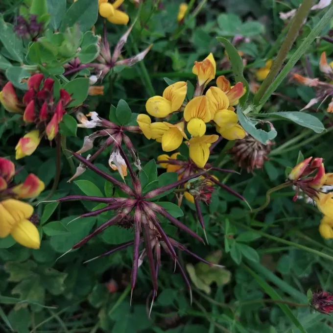 Big trefoil
