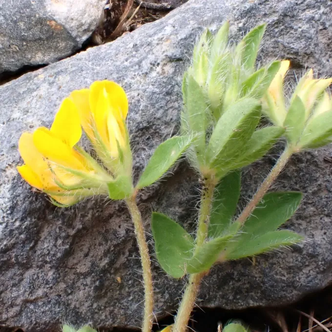 Lotus subbiflorus