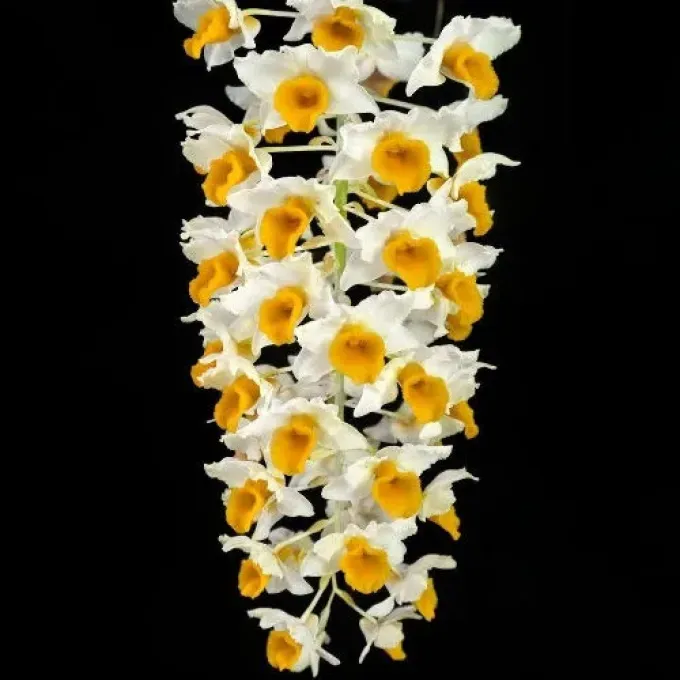 Dendrobium thyrsiflorum